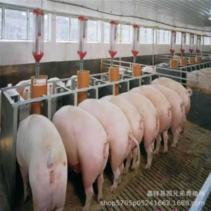 求购肉猪
