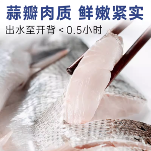 海鲈鱼开背新鲜冷冻鲜活深海鱼白蕉七星海卢鱼水产烤鱼半成品商用